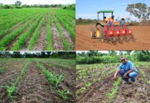 Comunidades indígenas em Tocantínia são beneficiadas com roça comunitária