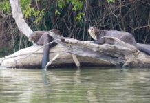 Governo do Tocantins cria Pró-Ariranha com foco na conservação da espécie