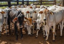 Pauta: Primeira etapa de vacinação contra a brucelose encerra nesta quinta-feira