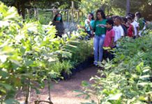 Viveiro Municipal de Gurupi recebe estudantes em comemoração à Semana do Meio Ambiente