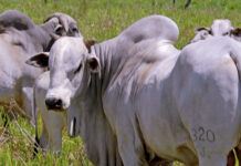 Estado do Tocantins reduz base de cálculo do ICMS para gado vivo após convênio com Confaz