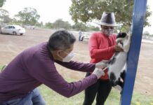 Dia D de vacinação contra raiva acontece neste sábado, em 30 pontos de Gurupi