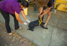 Dia D de vacinação contra raiva imuniza mais de 5 mil animais em Gurupi