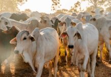 Investimentos do Governo do Tocantins garantem avanço da Defesa Agropecuária em 2022