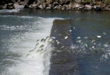 Período da piracema no Tocantins tem início no dia 1º de novembro