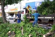 Revitalização de jardins e áreas verdes é realizada pela Prefeitura de Gurupi