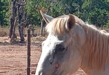 Mais um cavalo em situação de abandono é recolhido em Gurupi
