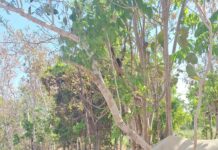 Prefeitura de Gurupi realiza doação de três cavalos recolhidos em vias públicas conforme Lei Municipal