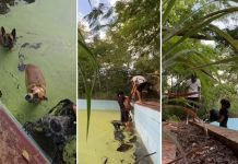 Jovens resgatam cães que caíram em piscina cheia de lodo em clube abandonado de Paraíso do Tocantins; VÍDEO