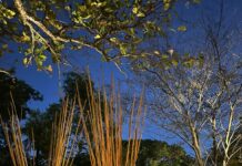 Caminho dos Quilombos leva memórias e paisagens do Cerrado à CASACOR Tocantins 2026